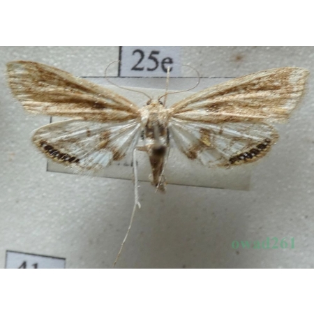 Cataclysta lemnata (Linnaeus, 1758) Czech25e